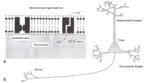 Главные элементы нейронной мембраны