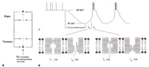Генерация дельта-ритма в таламических нейронах