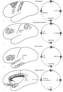 Параллельные проводящие пути нейрональной системы таламокортикальных связей базальных ганглиев