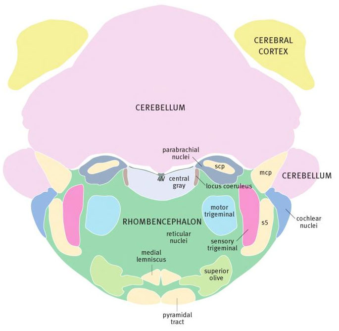 Задний мозг крысы на уровне верхнего конца четвертого желудочка