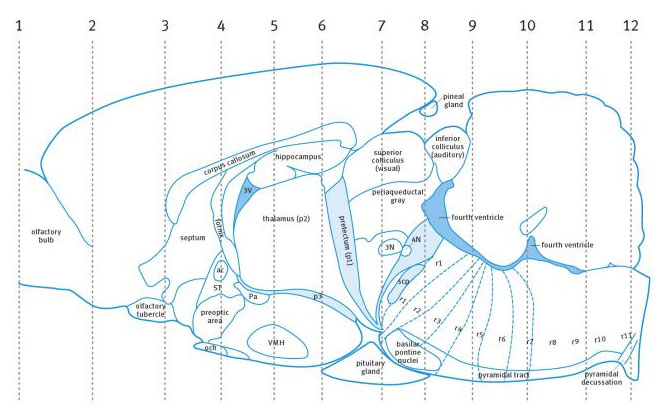 Карта срезов мозга крысы
