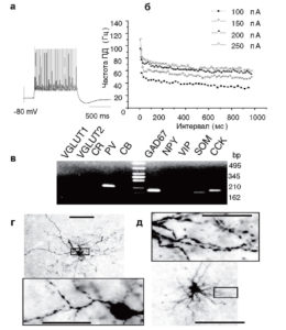 Характеристики одиночного нейрона (класс 3) миндалины крысы