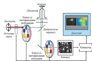 Принципиальная схема флуоресцентно-микроскопической установки 