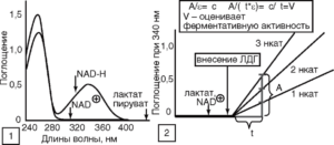Спектры поглощения окисленной и восстановленной форм кофермента лактатдегидрогеназной реакции (1)