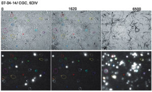 Светлопольные (верхний ряд) и флуоресцентные (нижний ряд) изображения культуры гранулярных нейронов, окрашенных EthD-1.