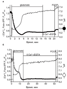 Взаимоотношения между [Ca2+]c и цитозольным и митохондриальным рН во время глутаматного воздействия