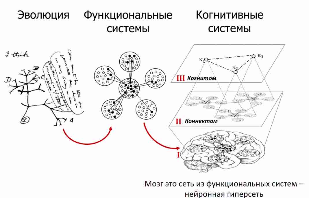 Функциональная теория. Функциональность системы это. Функциональный блок в биологии это. Функциональную теорию у. Мура и к. Дэвиса характеризуют утверждения:. Сумма резервных мощностей основных функциональных систем Амосова.